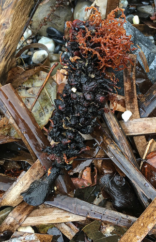 Representative image of Gongolaria montagnei