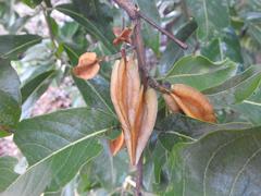 Combretum adenogonium