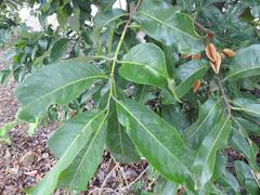 Combretum adenogonium