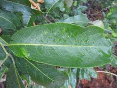 Combretum adenogonium