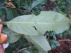 Combretum adenogonium