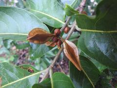 Combretum adenogonium