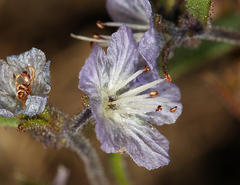 Phacelia pringlei