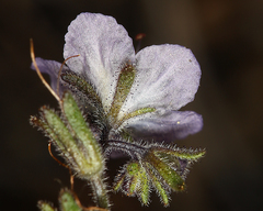 Phacelia pringlei