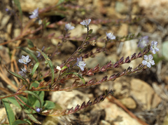 Phacelia pringlei