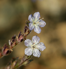 Phacelia pringlei