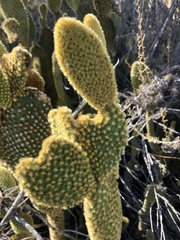 Opuntia microdasys