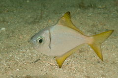 Schuettea scalaripinnis