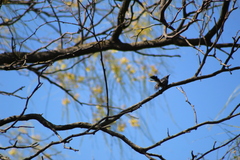 Polioptila dumicola
