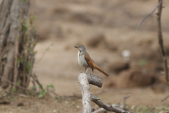 Cichladusa arquata