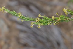 Struthiola parviflora