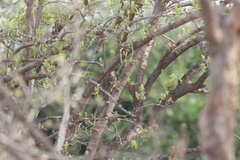 Campethera scriptoricauda