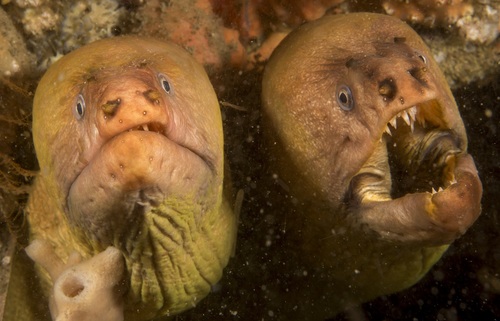 Brown reef eel (Gymnothorax prasinus) — Muraenidae