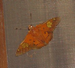 Euriphellus euribates