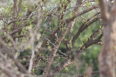 Campethera scriptoricauda