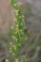 Struthiola parviflora