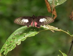 Parides neophilus eurybates