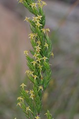 Struthiola parviflora