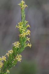 Struthiola parviflora