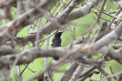 Myrmecocichla arnotti