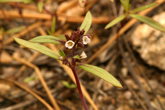 Phacelia racemosa
