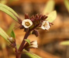 Phacelia racemosa