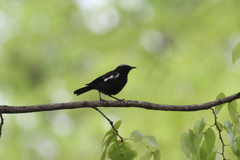 Myrmecocichla arnotti