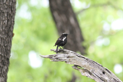 Myrmecocichla arnotti