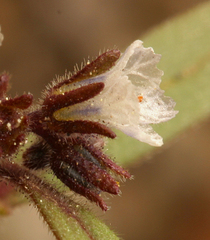 Phacelia racemosa