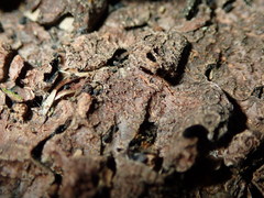 Nectriopsis rubefaciens