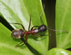 Camponotus chromaiodes