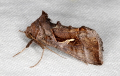 Chrysodeixis subsidens