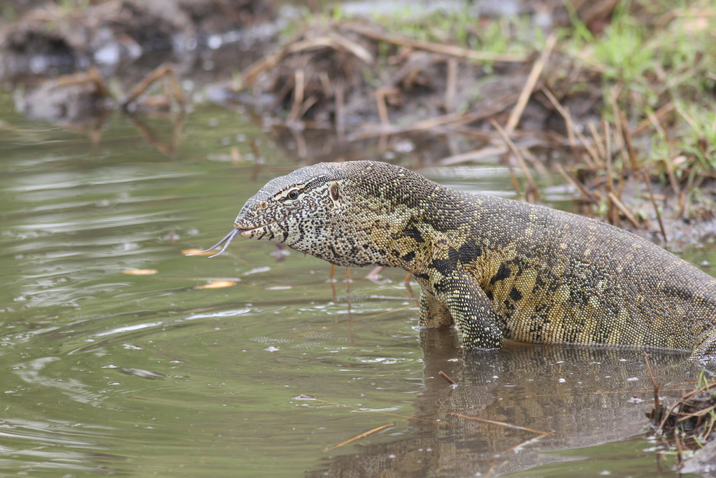 African Monitors
