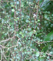 Melicytus micranthus