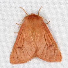 Anthela ferruginosa