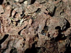 Nectriopsis rubefaciens