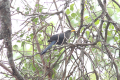 Ceuthmochares australis