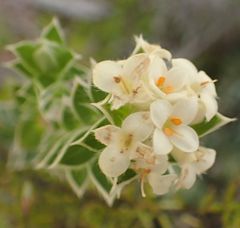 Pimelea pseudolyallii