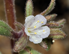 Phacelia racemosa