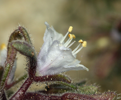 Phacelia racemosa