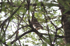 Glaucidium capense