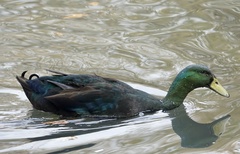 Anas platyrhynchos domesticus