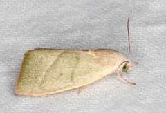 Earias subviridis
