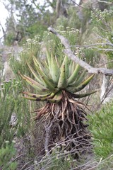 Aloe ferox