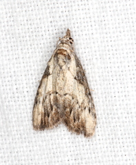 Nola pleurochorda