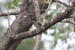 Indicator variegatus