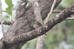 Indicator variegatus