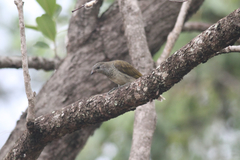 Indicator variegatus