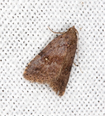 Tolpiodes oligolasia