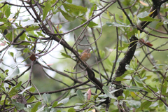 Cercotrichas barbata